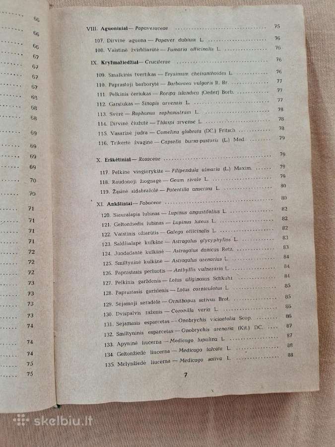 Pašarinių žolių ir jų piktžolių sėklos - nuotraukos Nr. 6