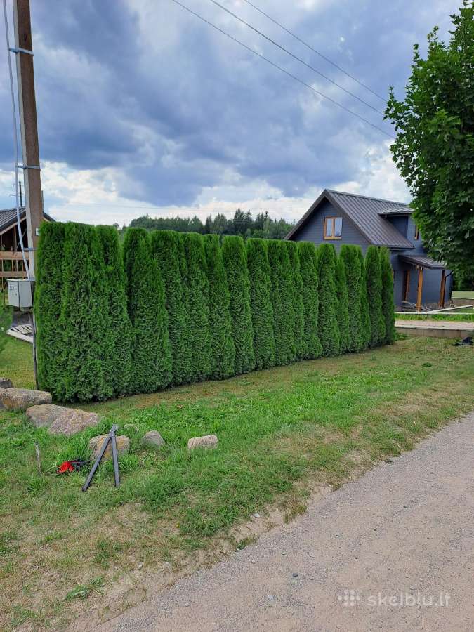 Gyvatvorių karpymas, žeminimas, formavimas - nuotraukos Nr. 12