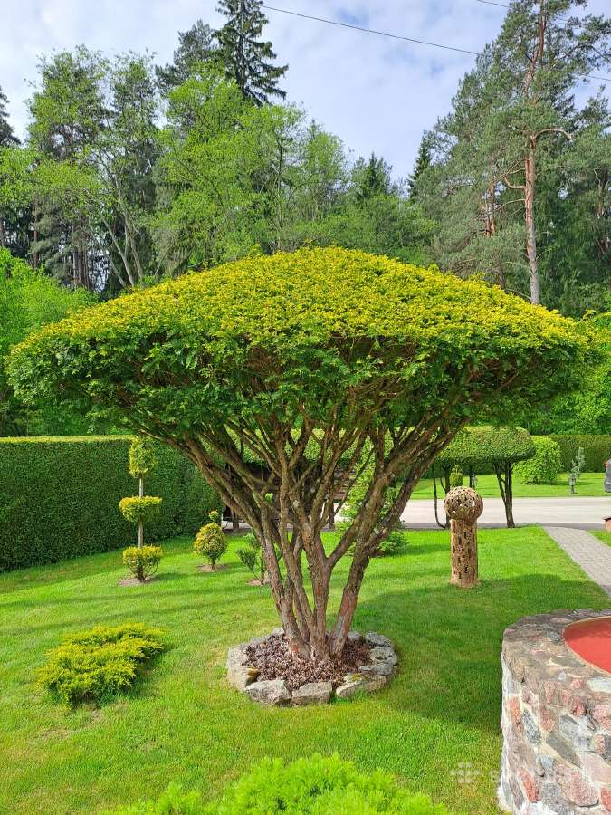 Gyvatvorių karpymas, žeminimas, formavimas - nuotraukos Nr. 20