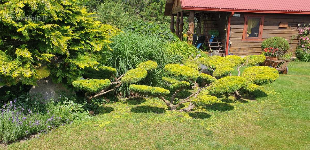 Gyvatvorių karpymas, žeminimas, formavimas - nuotraukos Nr. 28