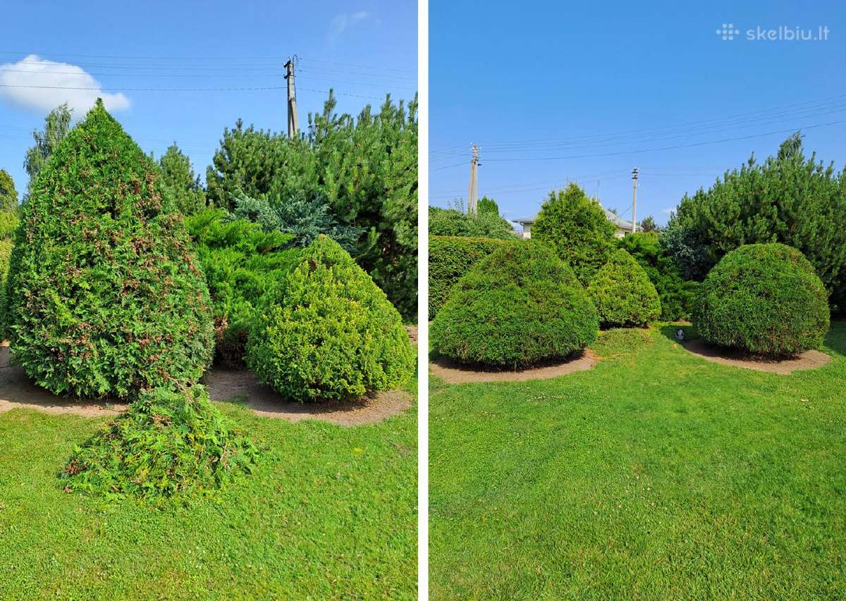 Gyvatvorių karpymas, žeminimas, formavimas - nuotraukos Nr. 30