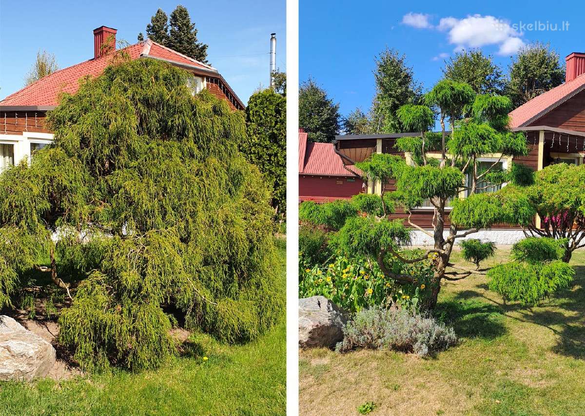 Gyvatvorių karpymas, žeminimas, formavimas - nuotraukos Nr. 29