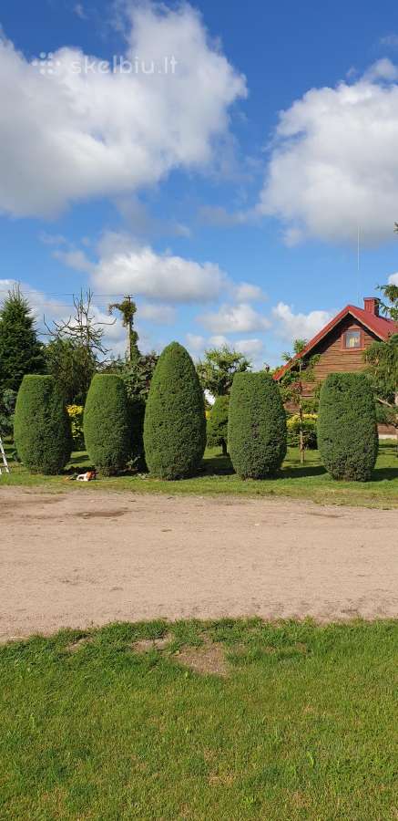 Gyvatvorių karpymas, žeminimas, formavimas - nuotraukos Nr. 32