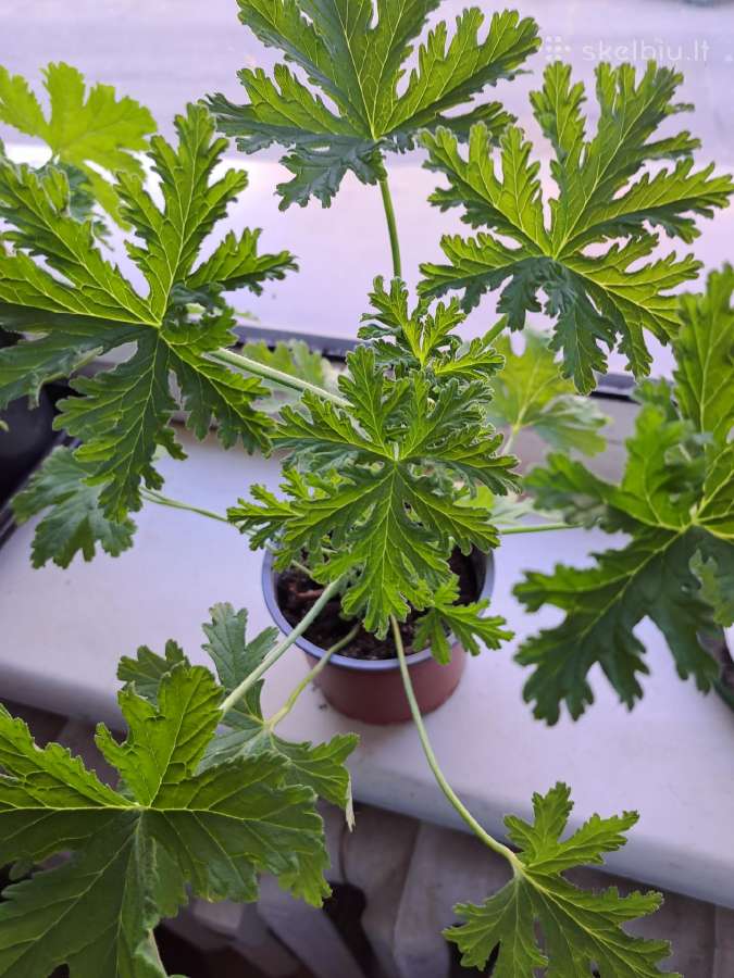 Kvapioji pelargonija ( Jeronimas)