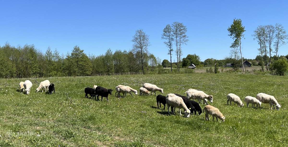 Ėriukai pirkimui arba rezervavimui