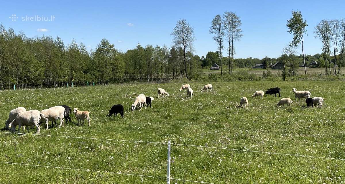 Ėriukai pirkimui arba rezervavimui - nuotraukos Nr. 2