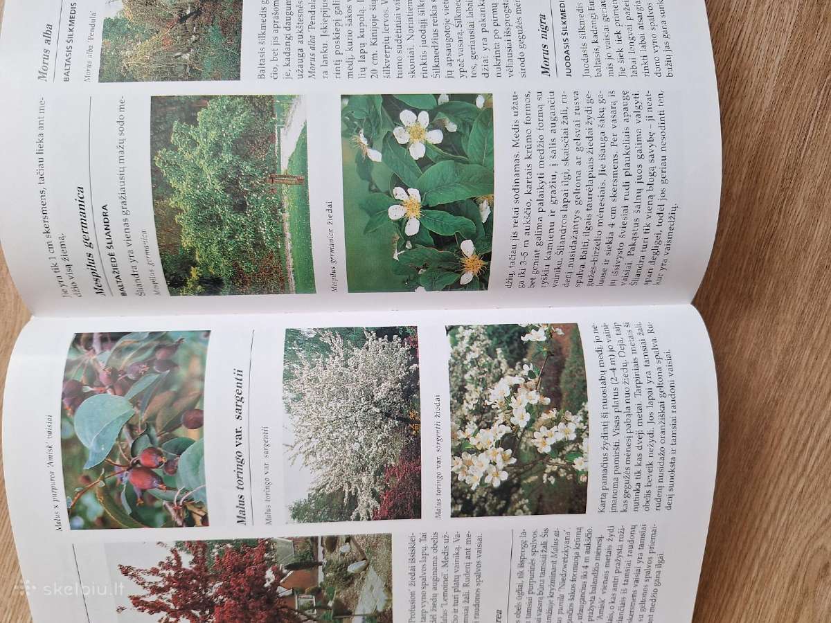 Dekoratyvinių medžių ir krūmų enciklopedija - nuotraukos Nr. 3