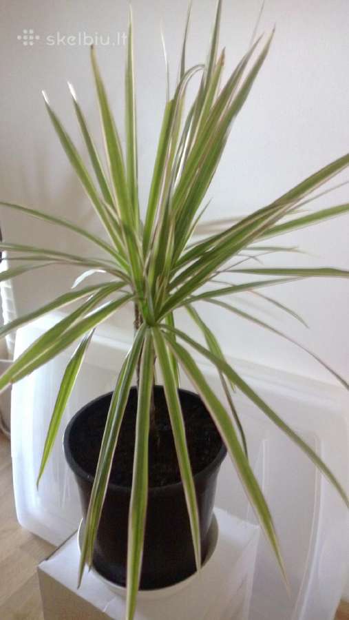 Dracena Marginata