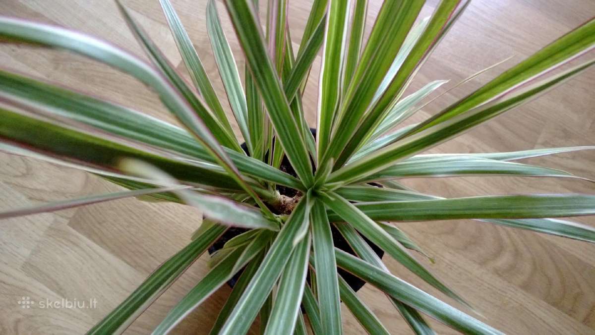 Dracena Marginata - nuotraukos Nr. 2