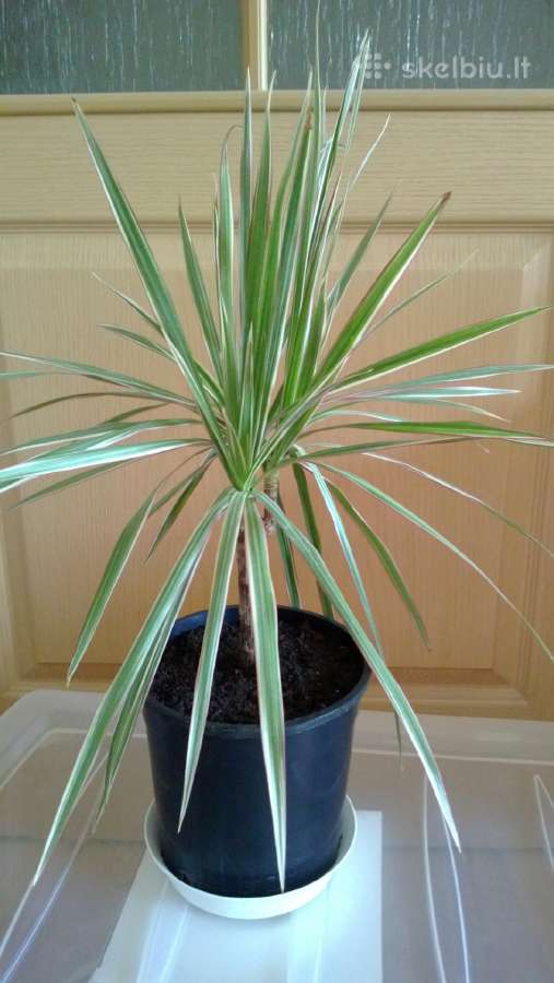 Dracena Marginata - nuotraukos Nr. 3