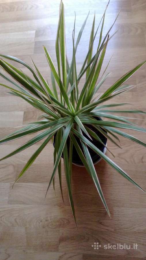 Dracena Marginata - nuotraukos Nr. 4