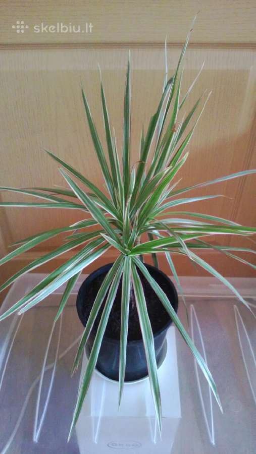 Dracena Marginata - nuotraukos Nr. 5