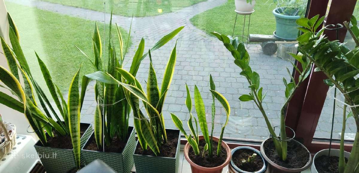 Sansevjeros