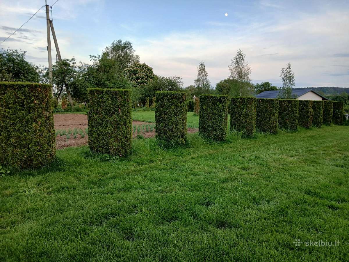 Tuju gyvatvoriu kirpimas genejimas rudumu valymas - nuotraukos Nr. 3