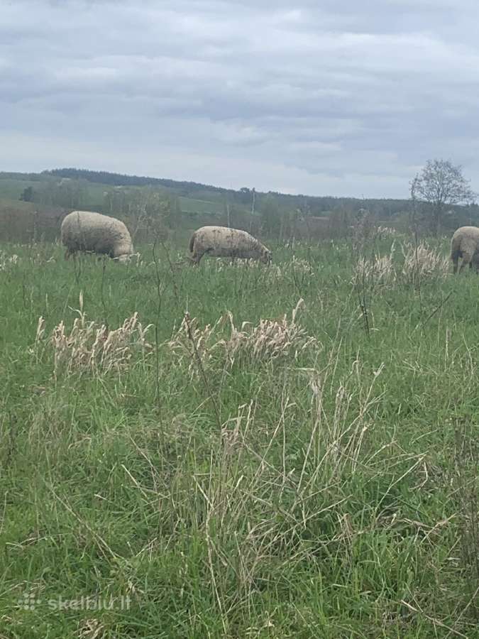 Parduodami 6-7 mėn avinai ir avytės. - nuotraukos Nr. 5