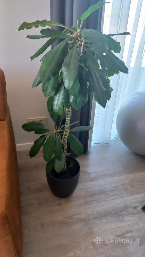 Baltagyslė karpažolė (Euphorbia leuconeura) - nuotraukos Nr. 2