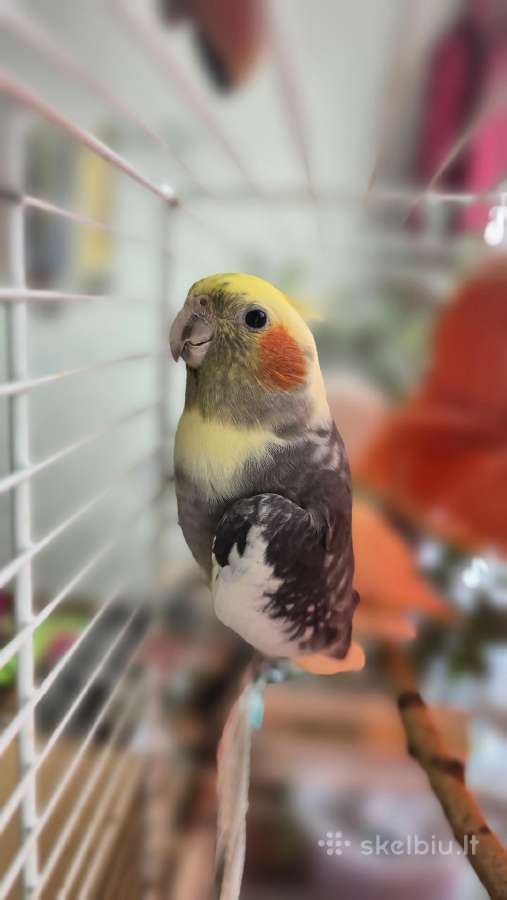 Foxy parrots(nimfos,banguotukai,r.agaporniai) - nuotraukos Nr. 3