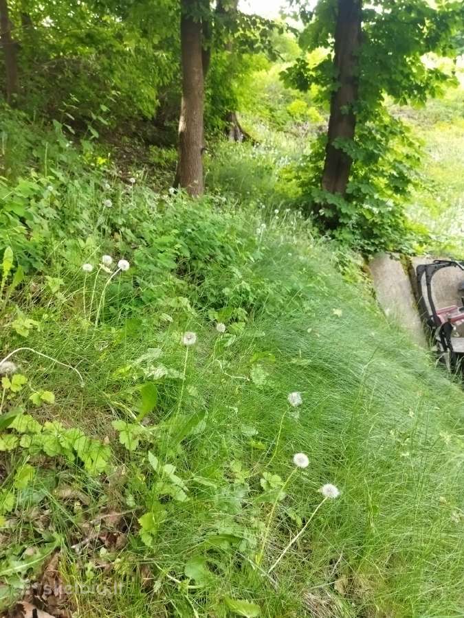 Žolės ir medžių pjovimas - nuotraukos Nr. 5