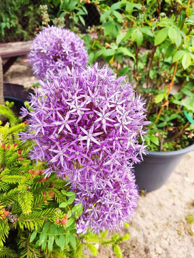 Šilauogės, šluotelinės hortenzijos, daugiamečiai - nuotraukos Nr. 10