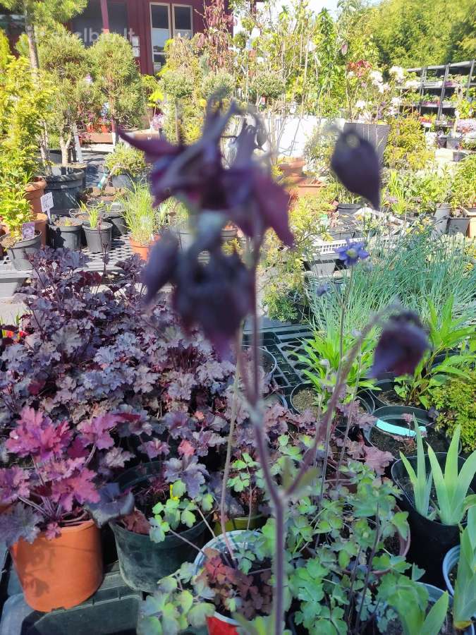 Šilauogės, šluotelinės hortenzijos, daugiamečiai - nuotraukos Nr. 29