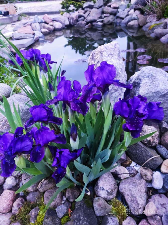 Šilauogės, šluotelinės hortenzijos, daugiamečiai - nuotraukos Nr. 37