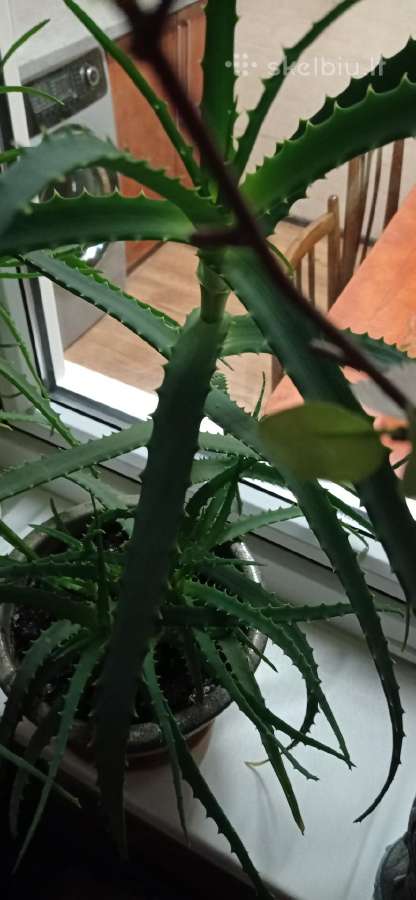 Aloiša aloe