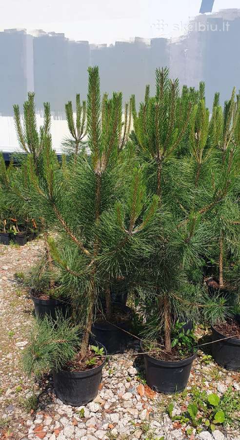 Juodosios Nigra ir kalnų pušys bonsai vazonuose - nuotraukos Nr. 3