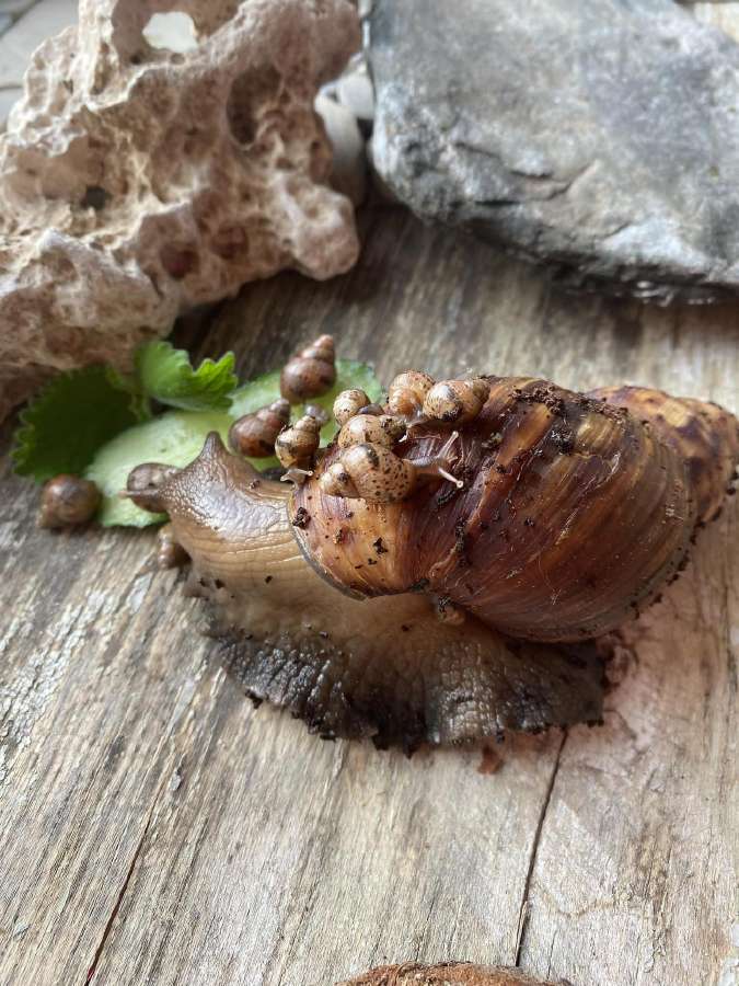 Sragė Afrikinė gali užaugti net ir 1 kg. - nuotraukos Nr. 2