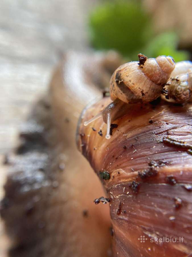 Sragė Afrikinė gali užaugti net ir 1 kg. - nuotraukos Nr. 4