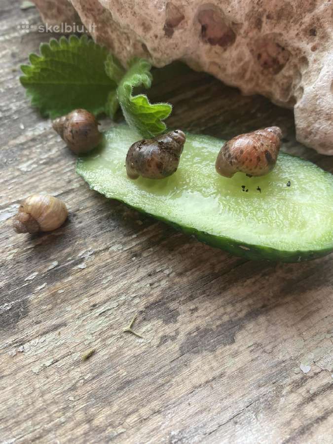 Sragė Afrikinė gali užaugti net ir 1 kg. - nuotraukos Nr. 3