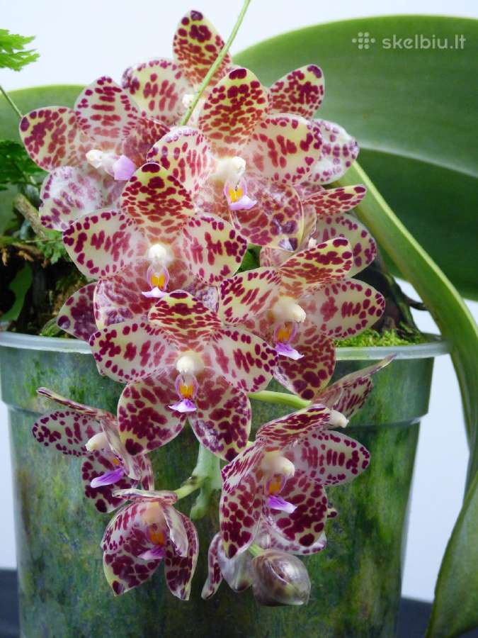 Rūšinės orchidėjos - Skelbiu.lt