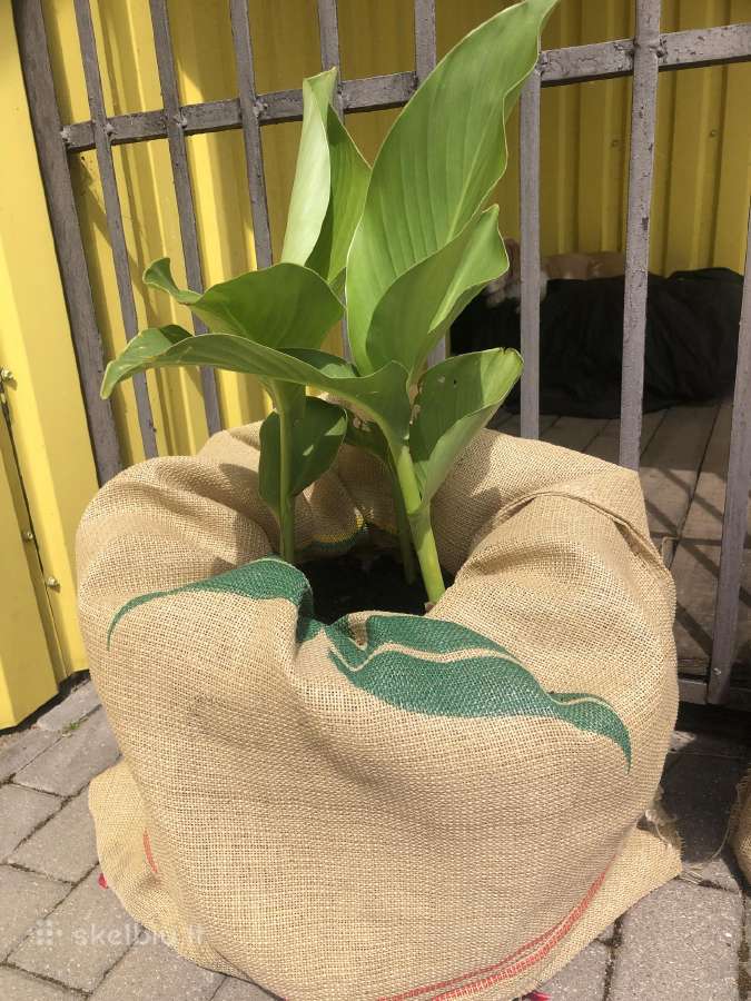 Kanos vazonuose, yra najiena Canna Rood, Orange. - nuotraukos Nr. 3