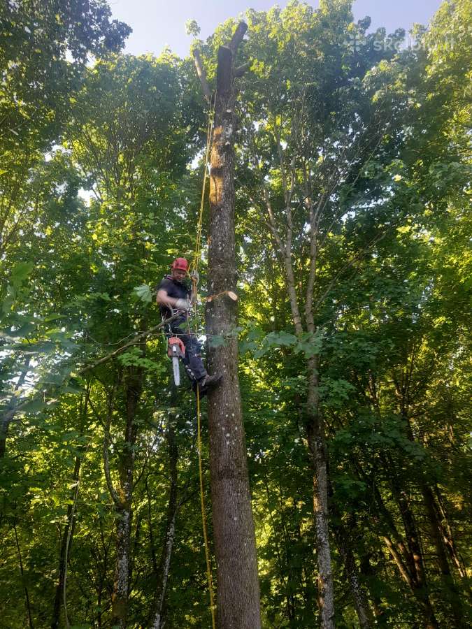 Avarinių medžių pjovimas, gyvatvorių formavimas - nuotraukos Nr. 3