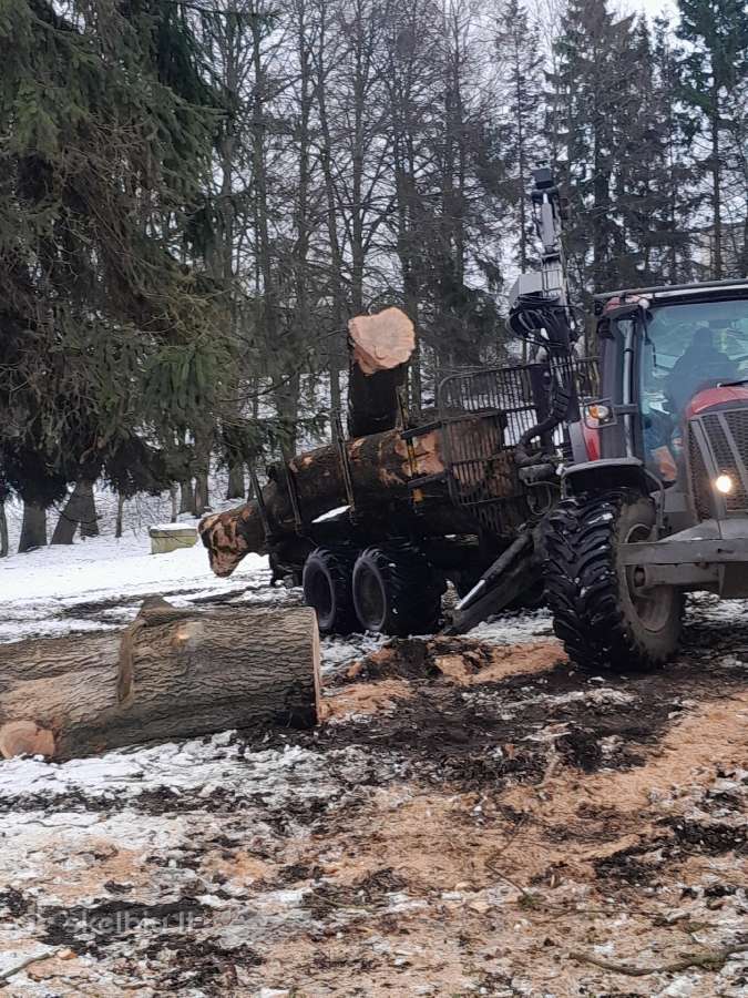 Avarinių medžių pjovimas, gyvatvorių formavimas - nuotraukos Nr. 12