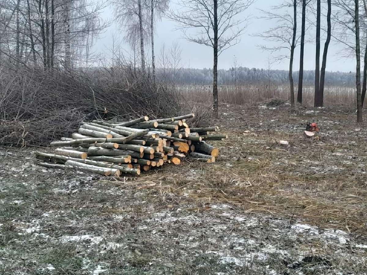 Avarinių medžių pjovimas, gyvatvorių formavimas - nuotraukos Nr. 20