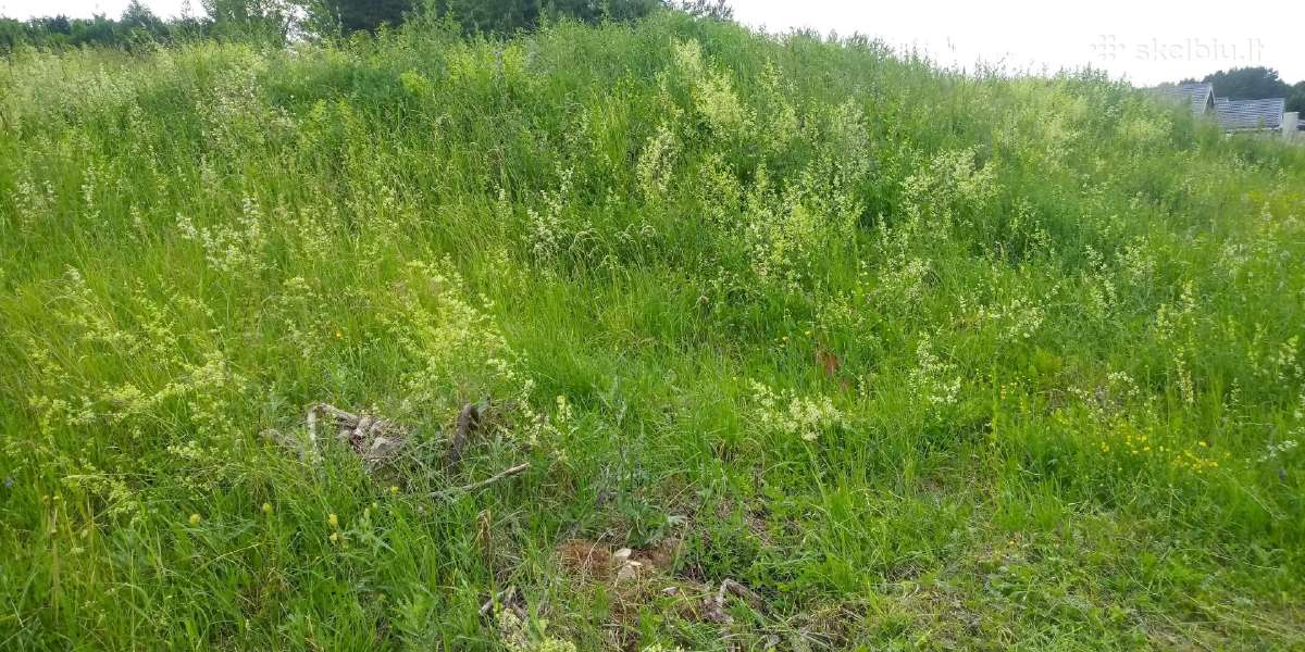 Žoles pjovimas,medžių ir krūmų pjovimas ir išvež. - nuotraukos Nr. 20