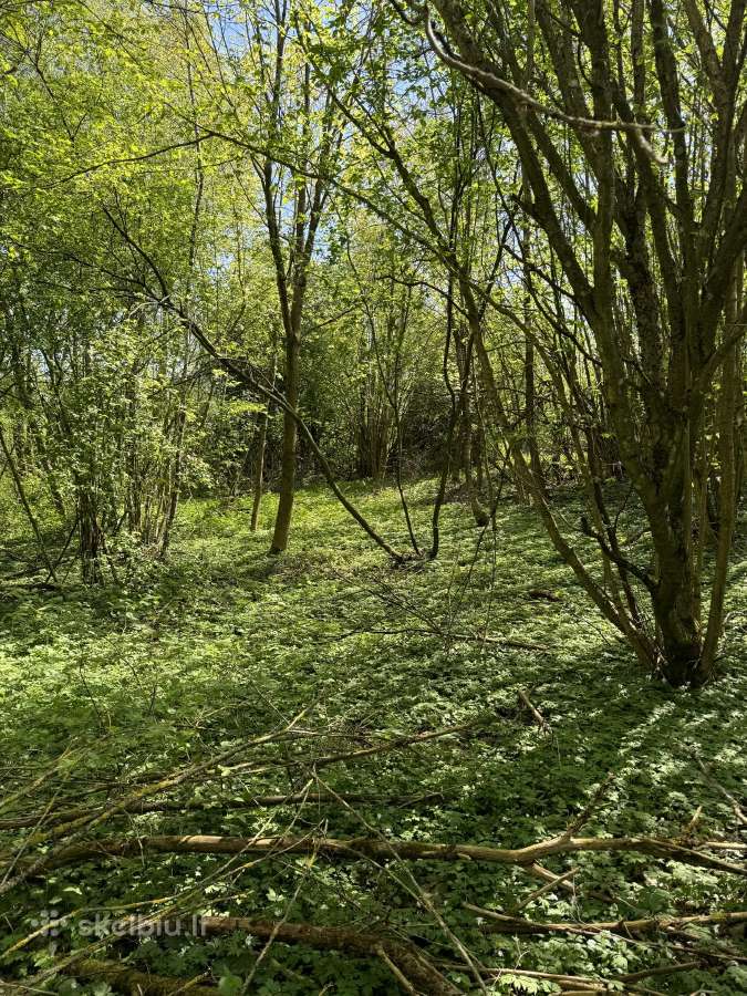 Parduodamas zemes sklypas 2.87 ha Telsiu raj. - nuotraukos Nr. 8