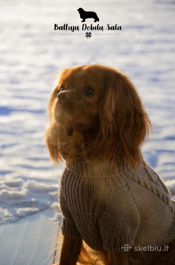 Kavalieriaus Karaliaus Karolio spanieliai - nuotraukos Nr. 5