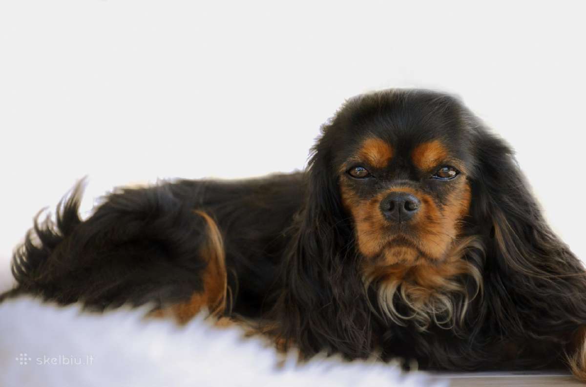 Kavalieriaus Karaliaus Karolio spanieliai - nuotraukos Nr. 7