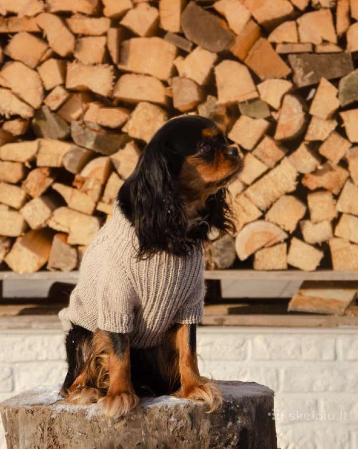 Kavalieriaus Karaliaus Karolio spanieliai - nuotraukos Nr. 2