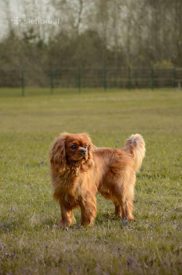 Kavalieriaus Karaliaus Karolio spanieliai - nuotraukos Nr. 14
