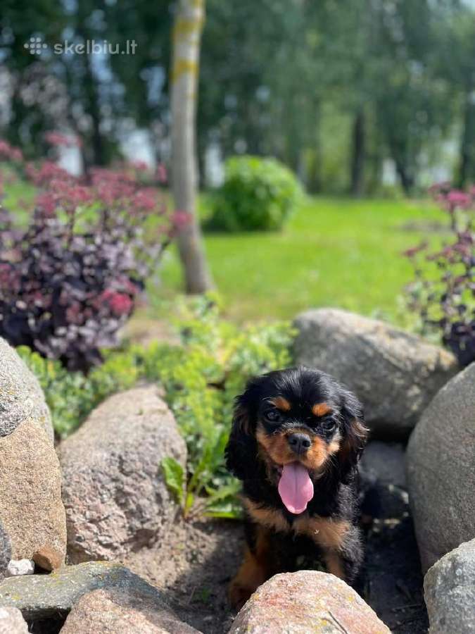 Kavalieriaus Karaliaus Karolio spanieliai - nuotraukos Nr. 16