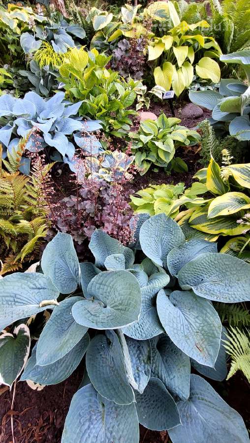 Parduodu melsves (hosta) ir pavėsio augalus - nuotraukos Nr. 2