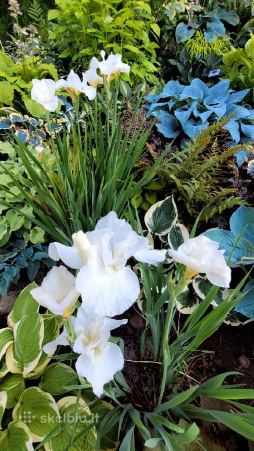 Parduodu melsves (hosta) ir pavėsio augalus - nuotraukos Nr. 3