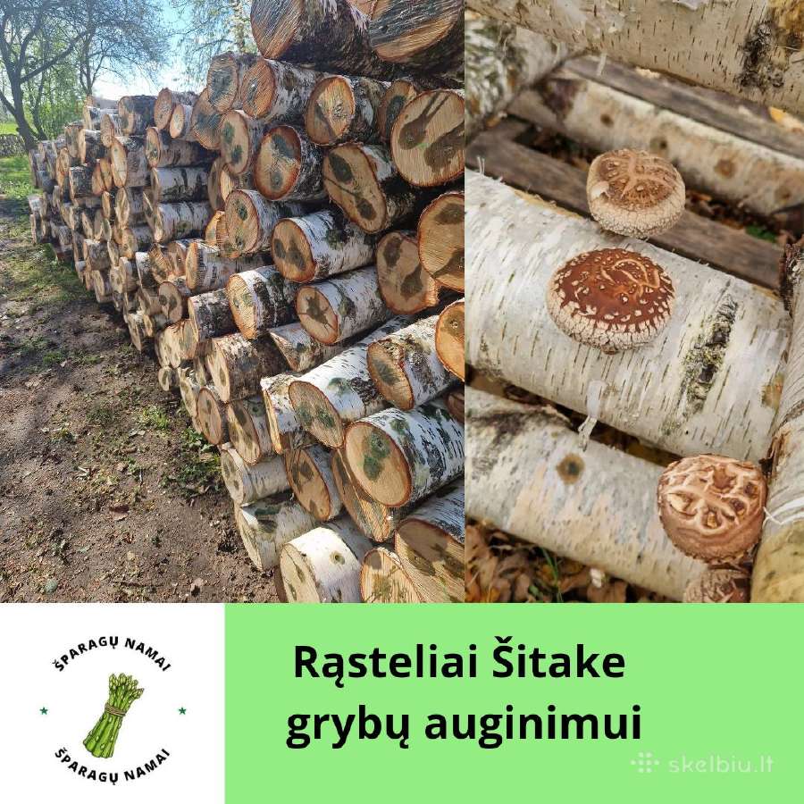 Šitake grybų rąsteliai, shiitake grybai, rąsteliai