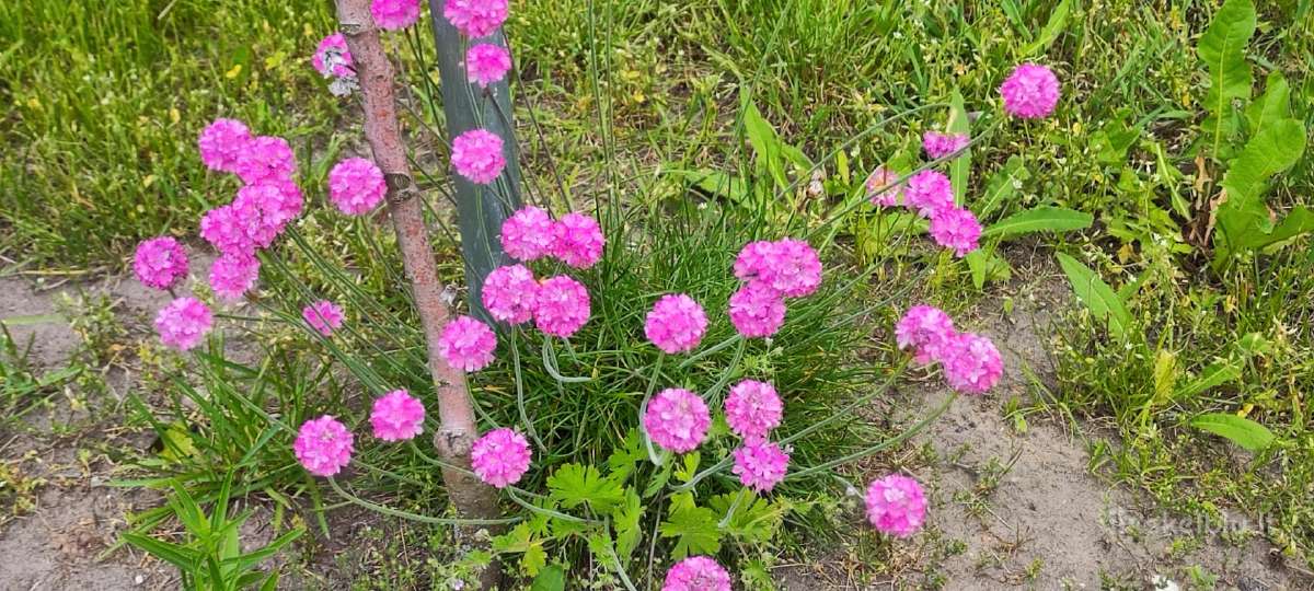 Bandreniai , pentiniai ir TT. - nuotraukos Nr. 15