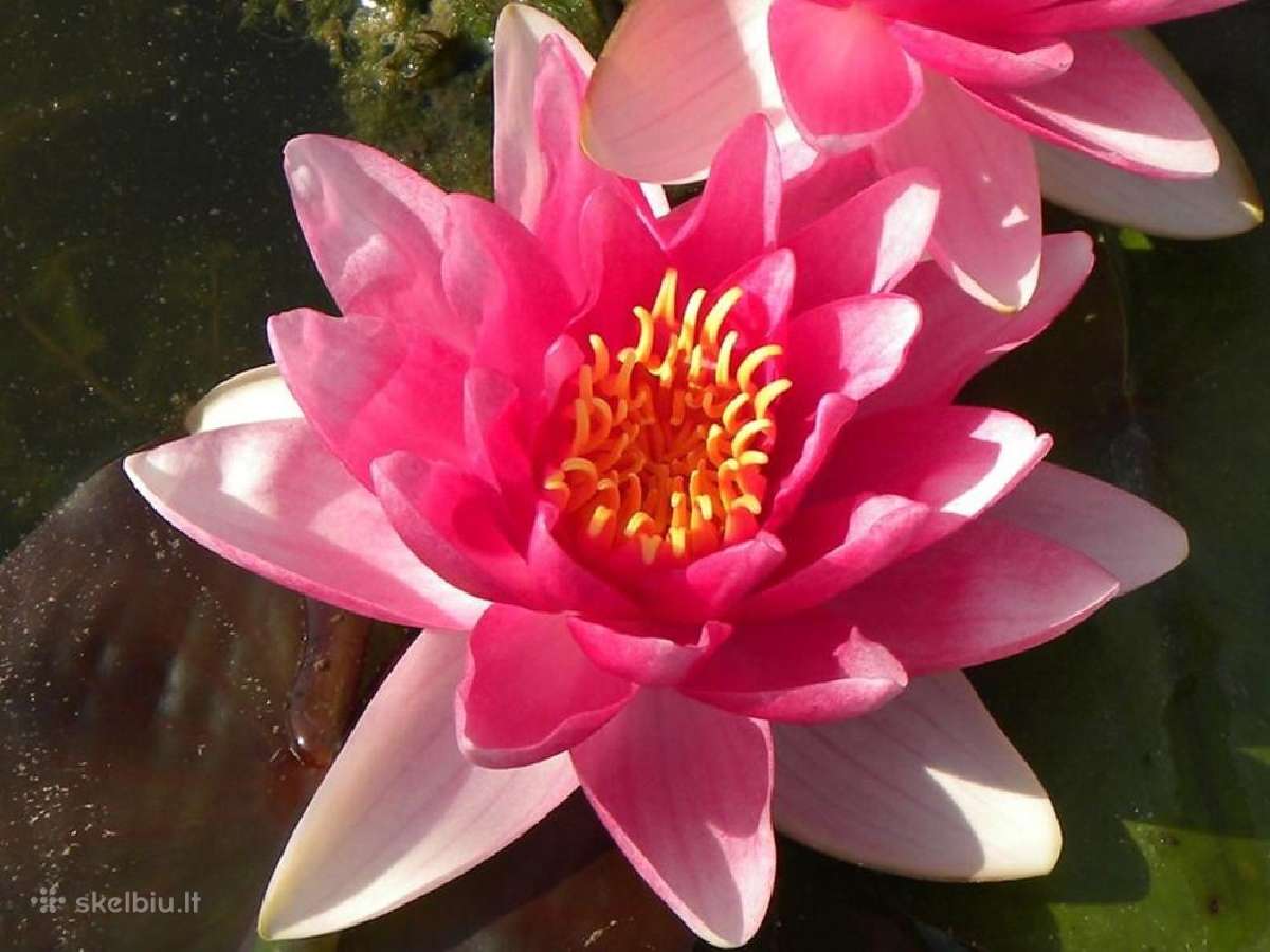 Tvenkinių žuvys – saugus siuntimas su deguonimi - nuotraukos Nr. 16
