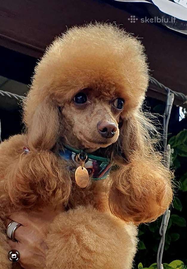 Red toj pudeliukas ieško draugės - nuotraukos Nr. 3