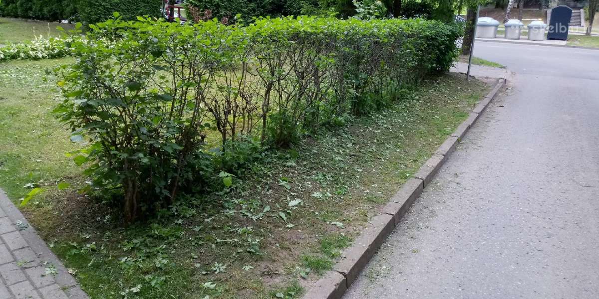 Žoles pjovimas,medžių ir krūmų pjovimas ir išvež. - nuotraukos Nr. 6