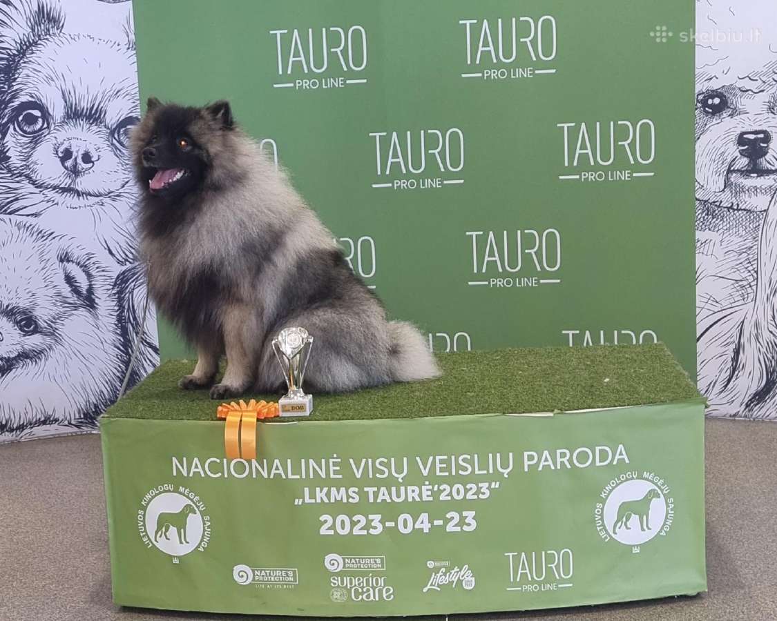 Volfšpicai/keshondai - nuotraukos Nr. 13